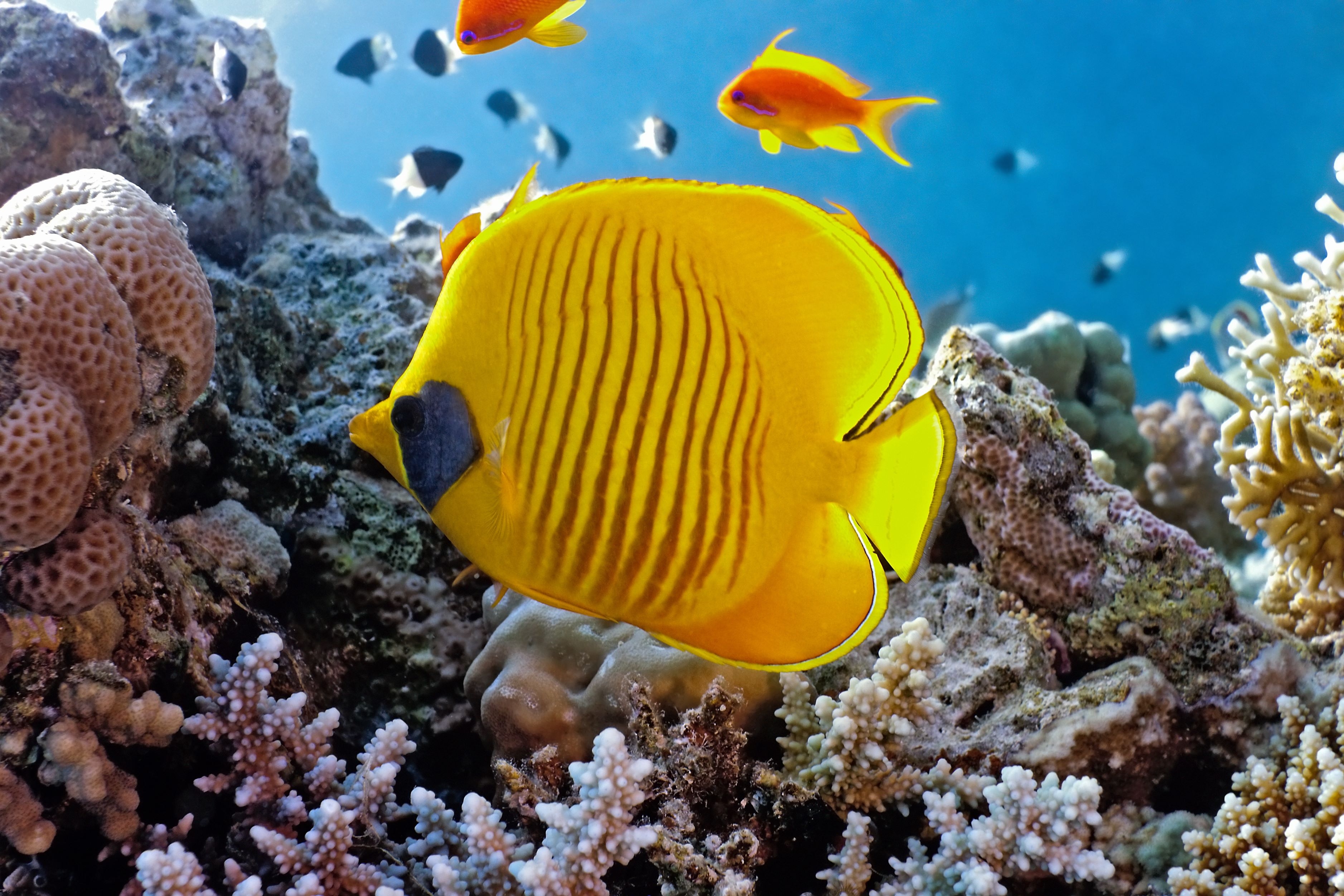 Butterflyfish