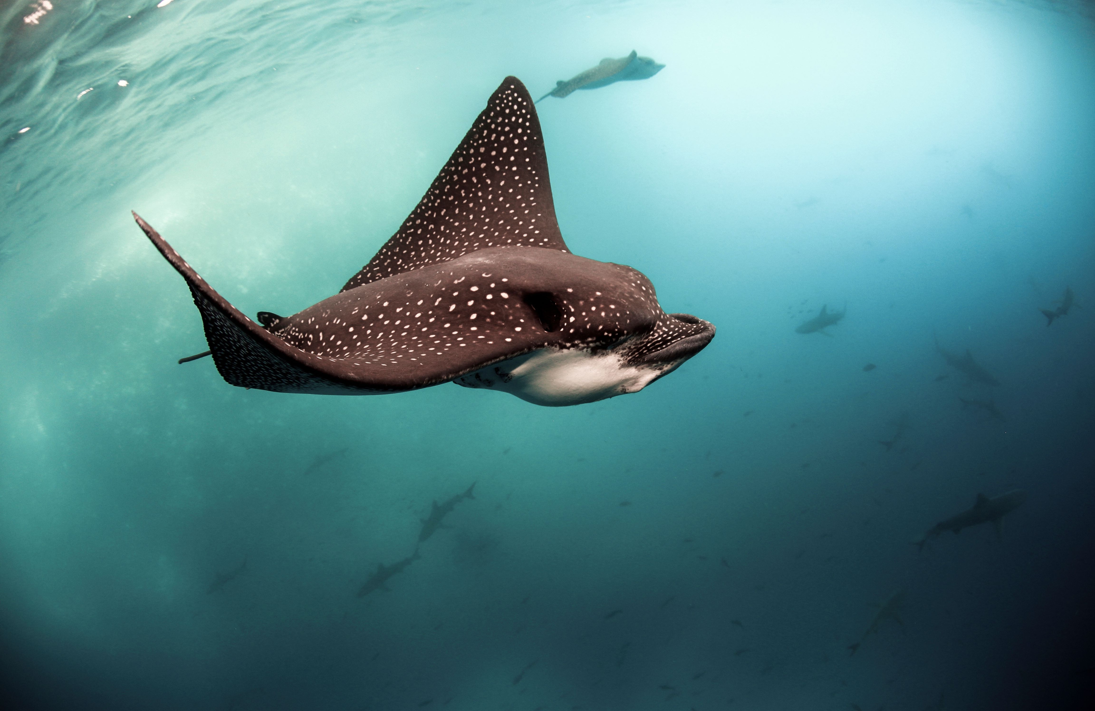 Eagle ray