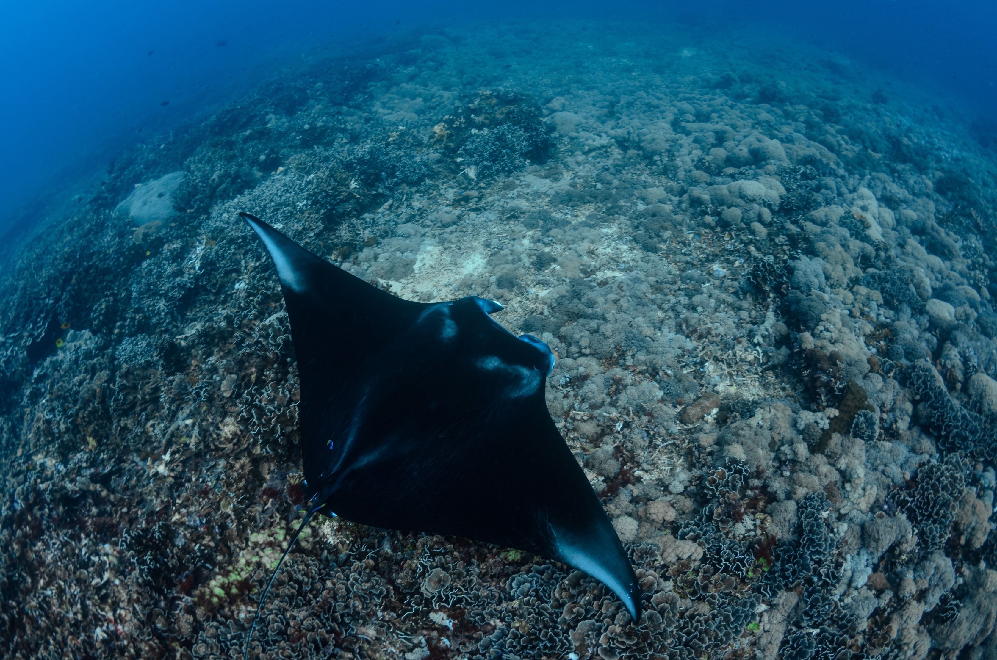 Manta ray