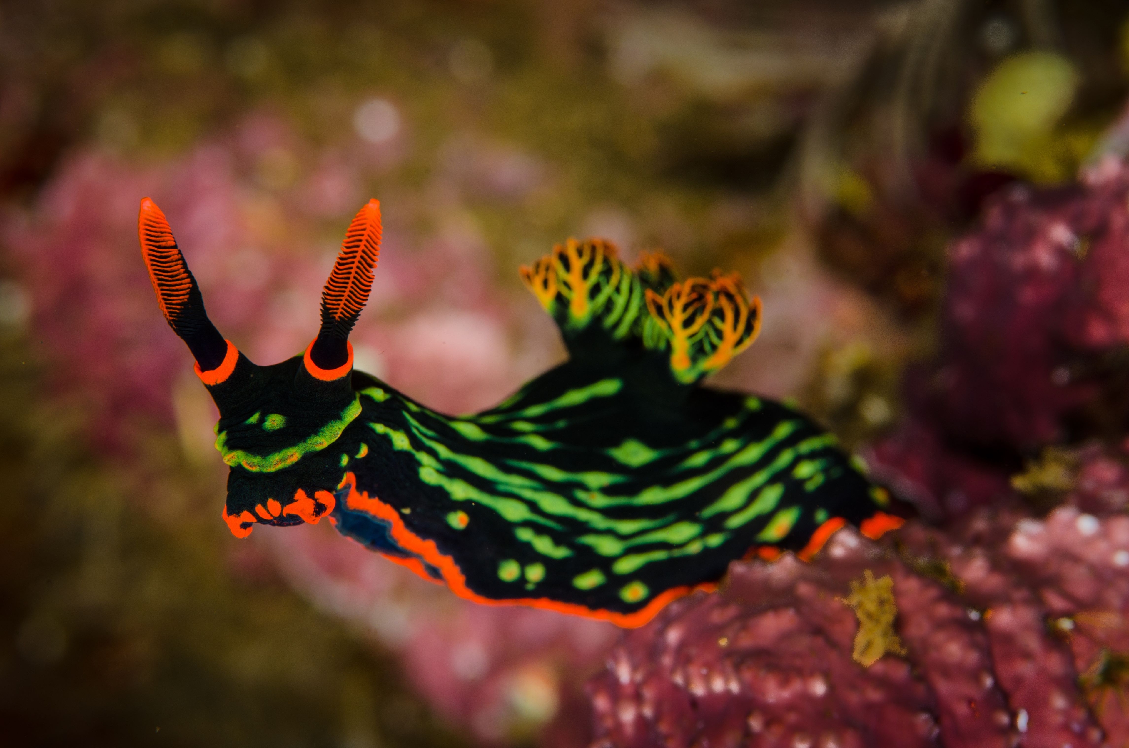 Nudibranch
