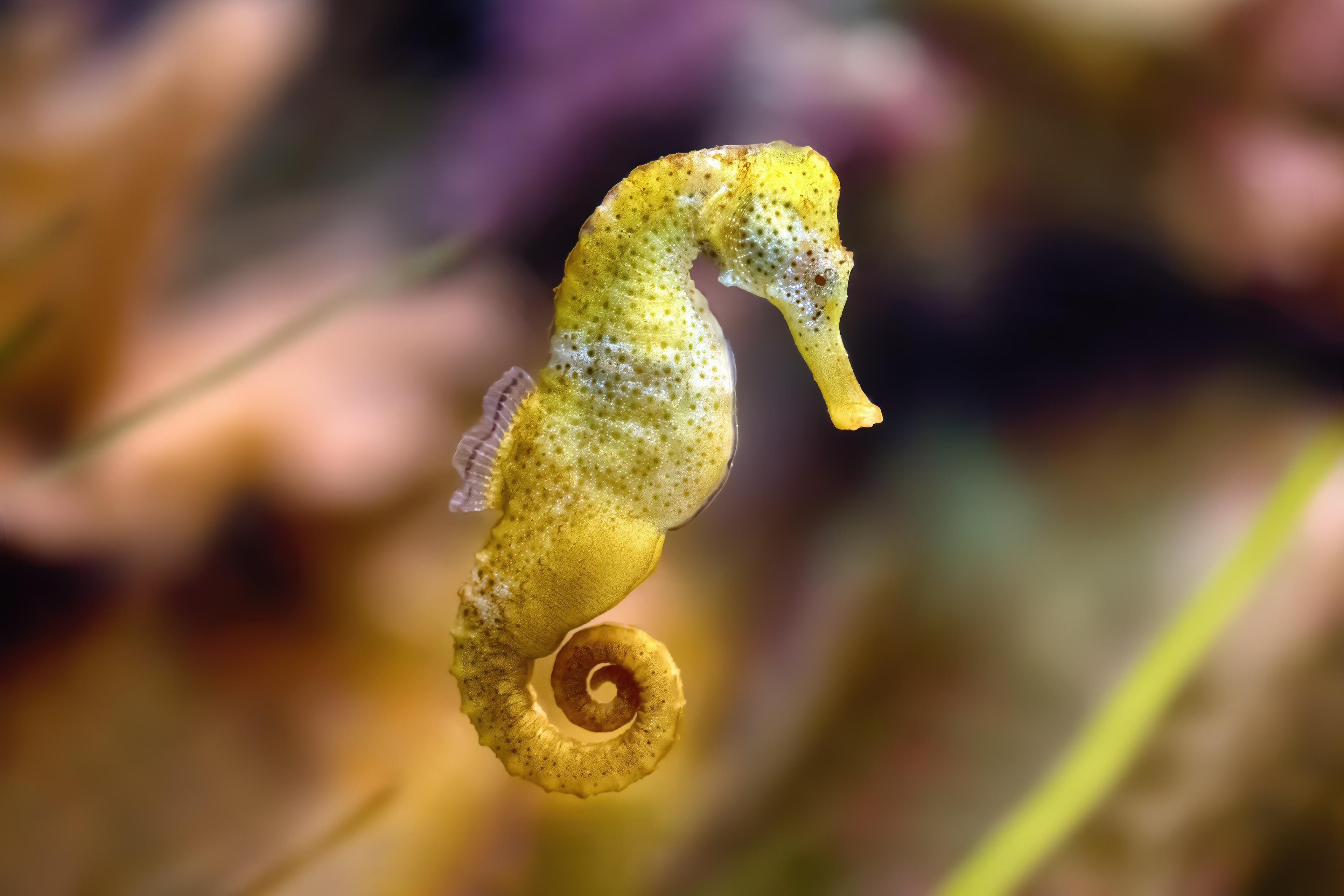 Seahorse