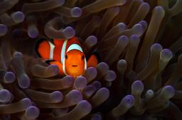 Anemone fish