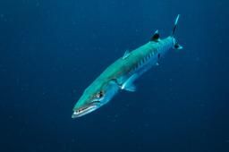 Barracuda