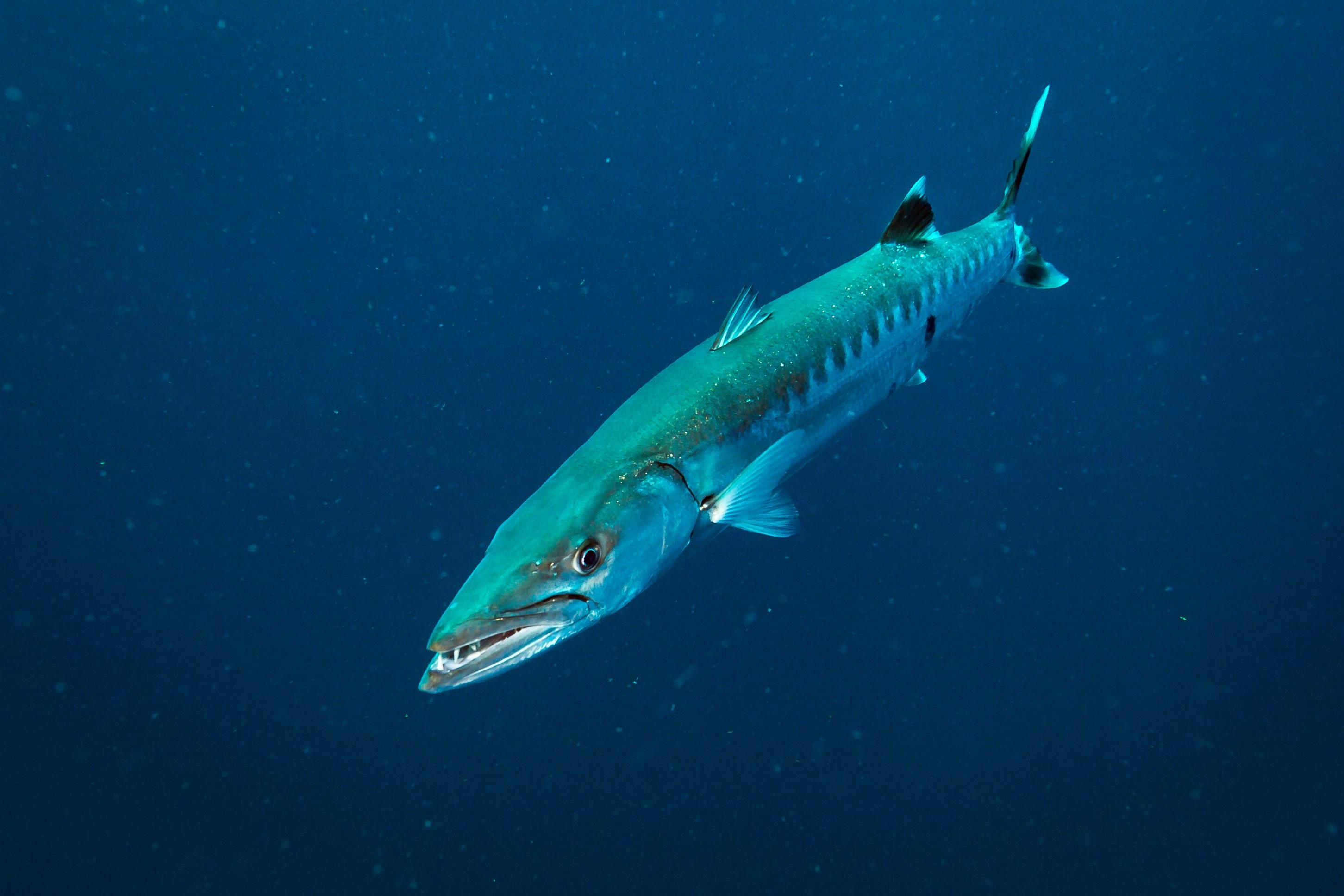 Barracuda