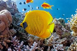 Butterflyfish