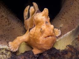 Frogfish