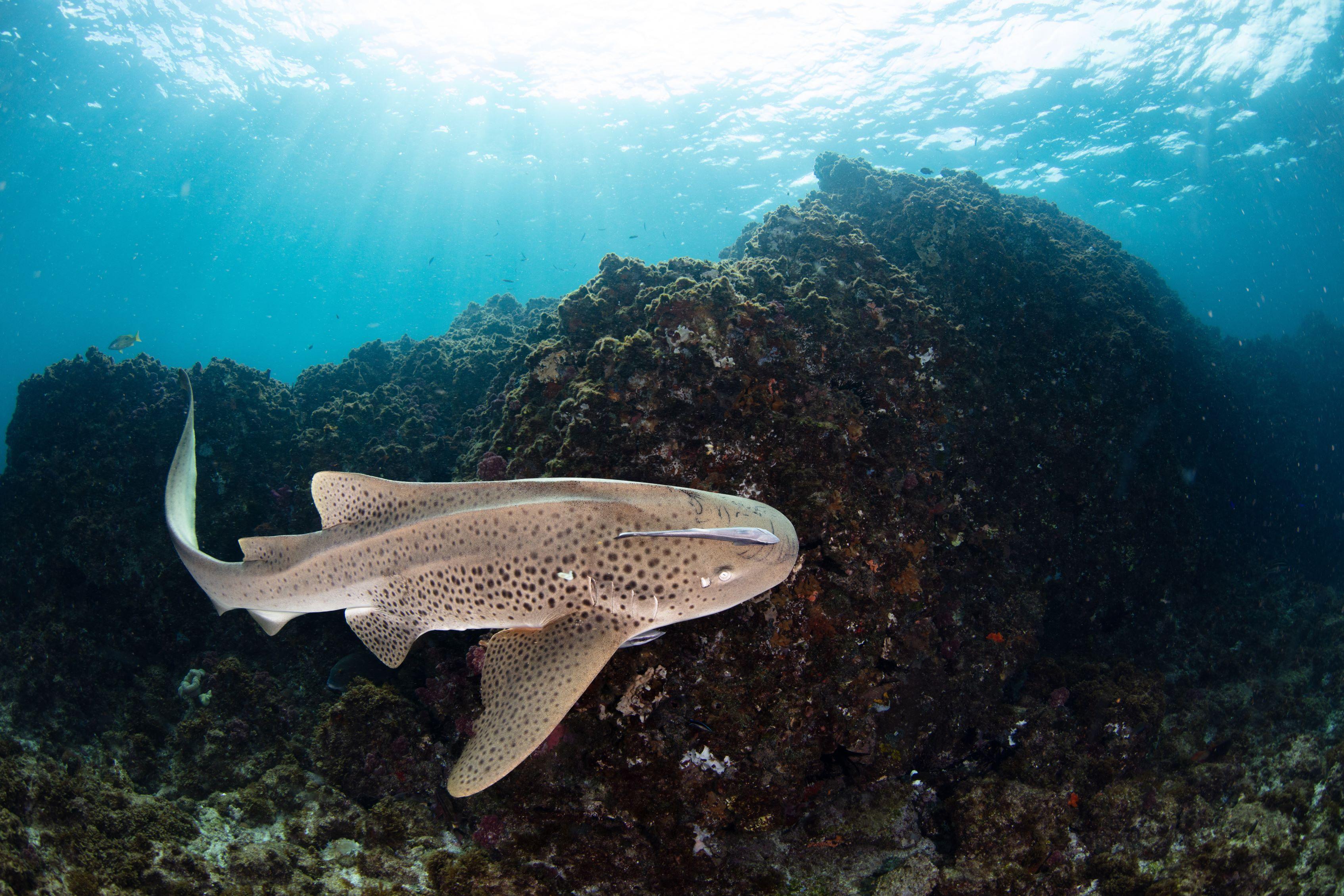 Leopard shark