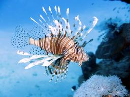 Lionfish