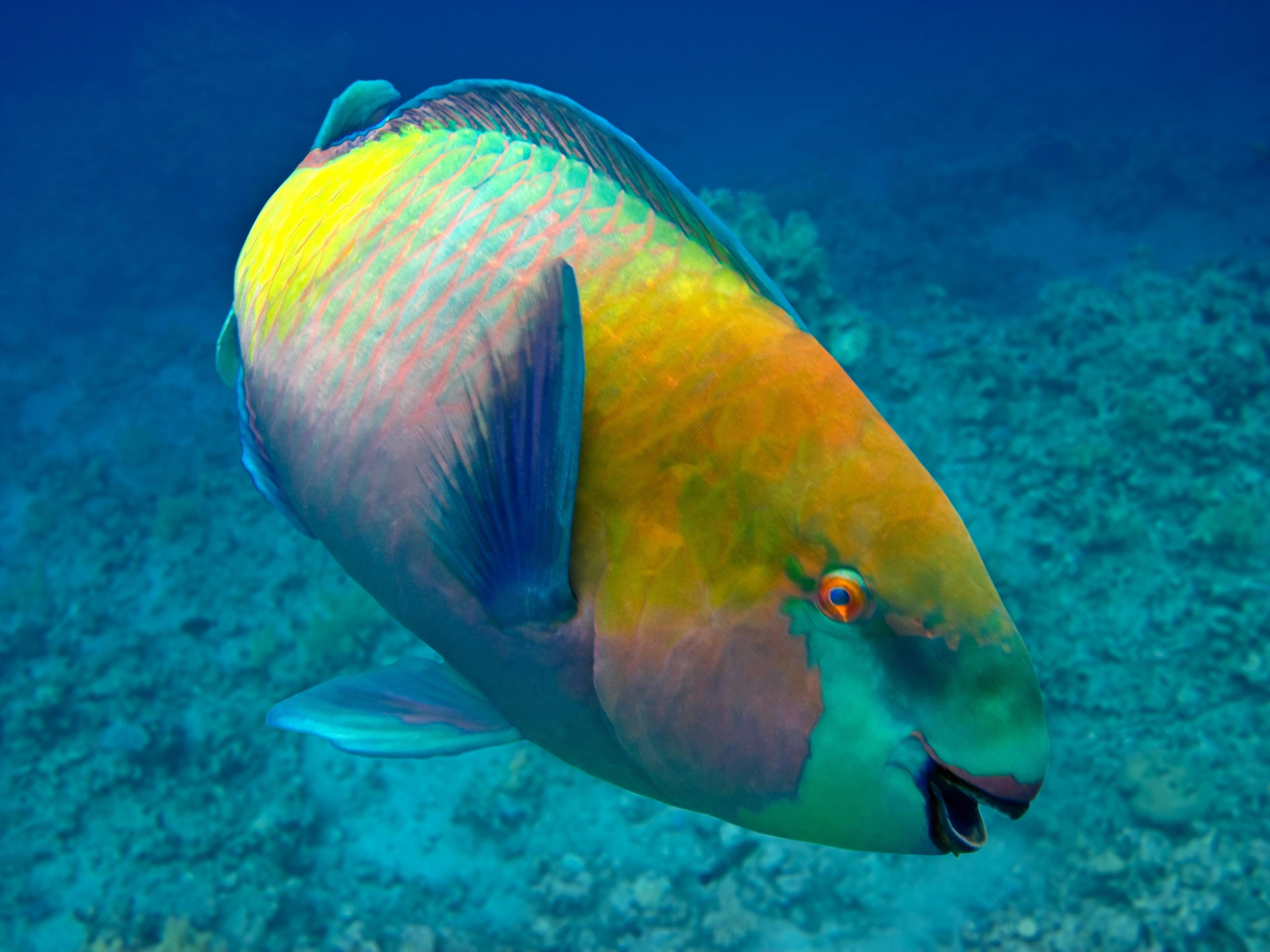Parrot fish