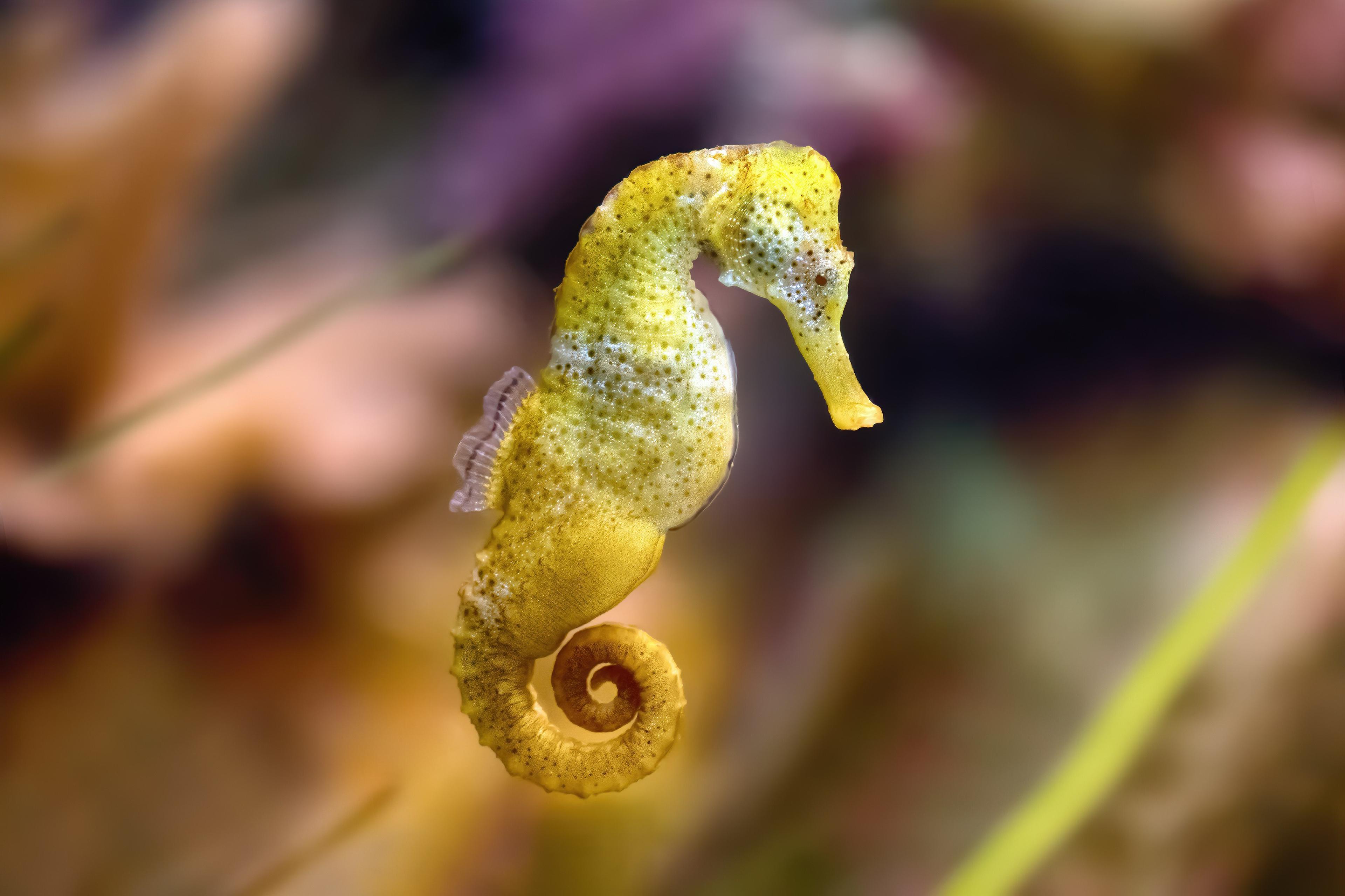 Seahorse