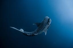 Whale shark